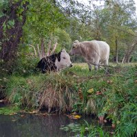 Spreewald