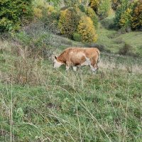 Rhön