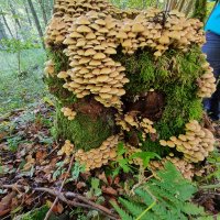 Rhön