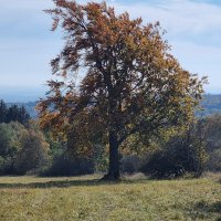 Rhön